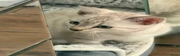 Bengal cats for sale: Snow/Leopard Bengal Kittens- Last One Left - Ready - Advert 2