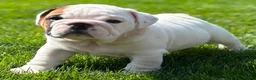 English Bulldog dogs for sale: Beautiful Pure English Bulldogs Raised with Love❤️ - Advert 3