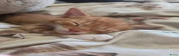 Mixed Breed cats for sale: Adorable ginger and tortishell kittens - Advert 15