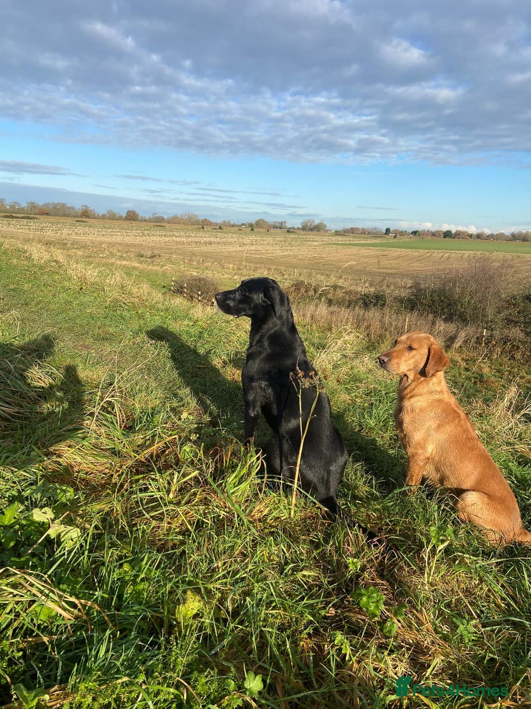 Labrador Retriever dogs for sale: 3 black labrador puppies  - Image 14