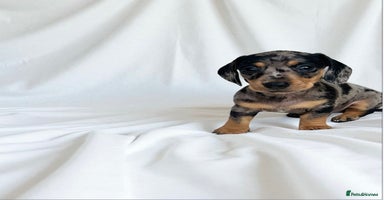 Miniature Dachshund dogs - Advert 11