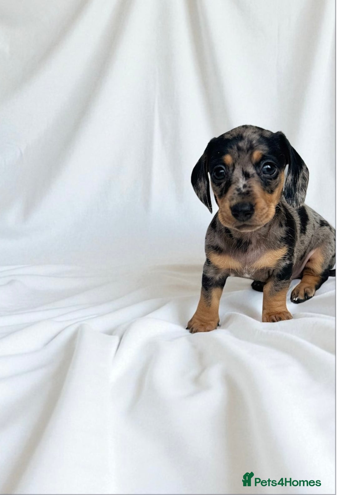Miniature Dachshund dogs for sale: ♡︎𝒯ℴ𝓅 𝒷𝓁ℴℴ𝒹𝓁𝒾𝓃ℯ 𝒽ℯ𝒶𝓁𝓉𝒽 𝓉ℯ𝓈𝓉ℯ𝒹 ♡︎ - Image 3