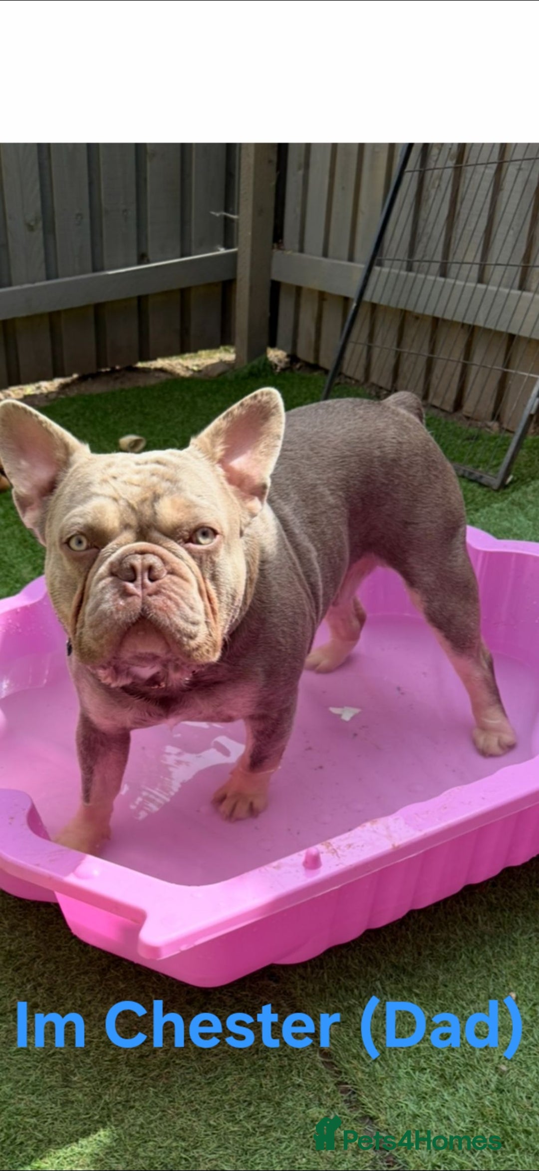 French Bulldog dogs for sale: Isabella french bulldog - Image 10