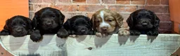 Cocker Spaniel dogs for sale: Beautiful Working cocker spaniels.  in Spalding - Advert 2