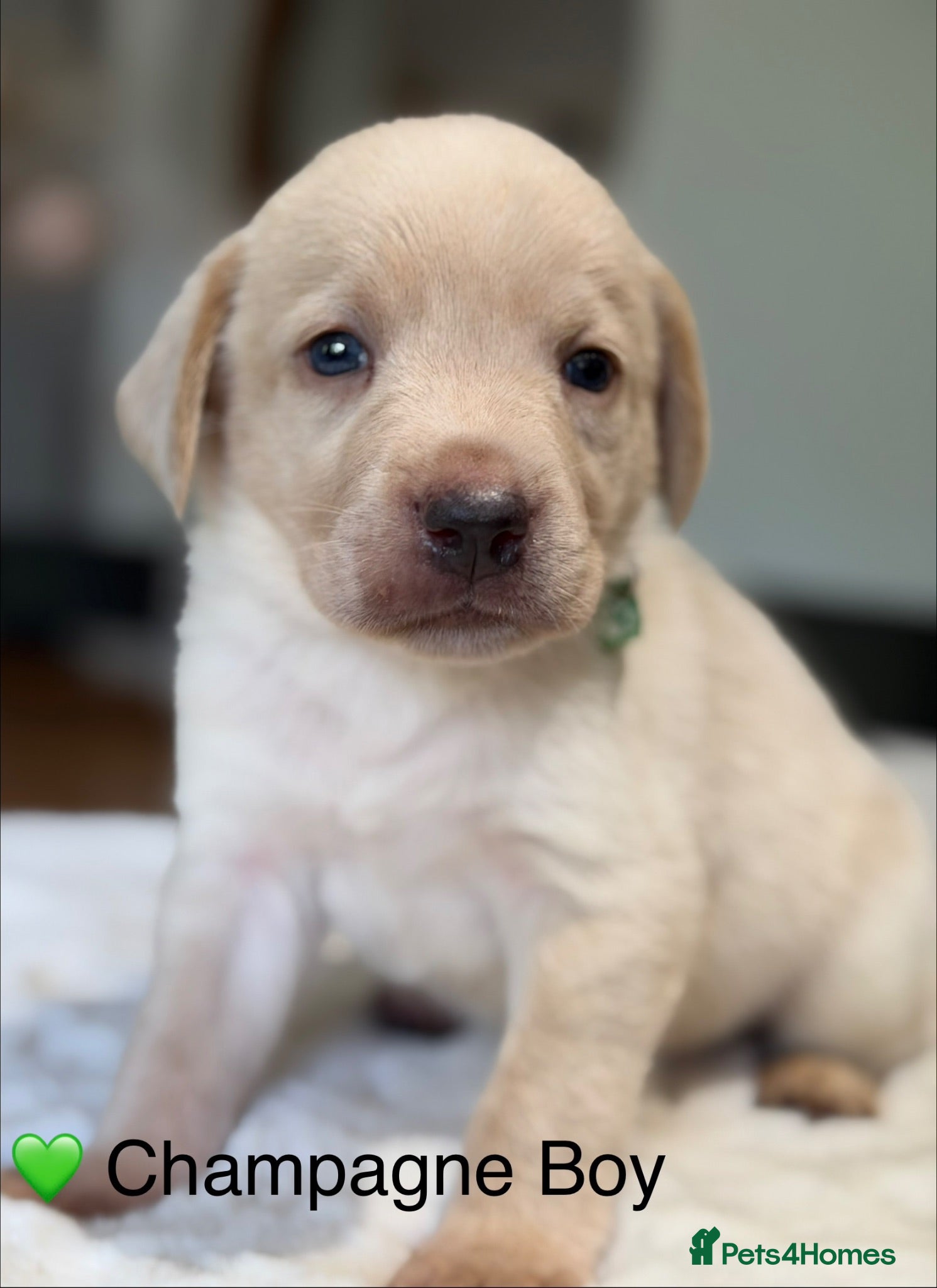 Labrador Retriever dogs Stunning Silver Charcoal Champagne Labrador pups - Advert 1
