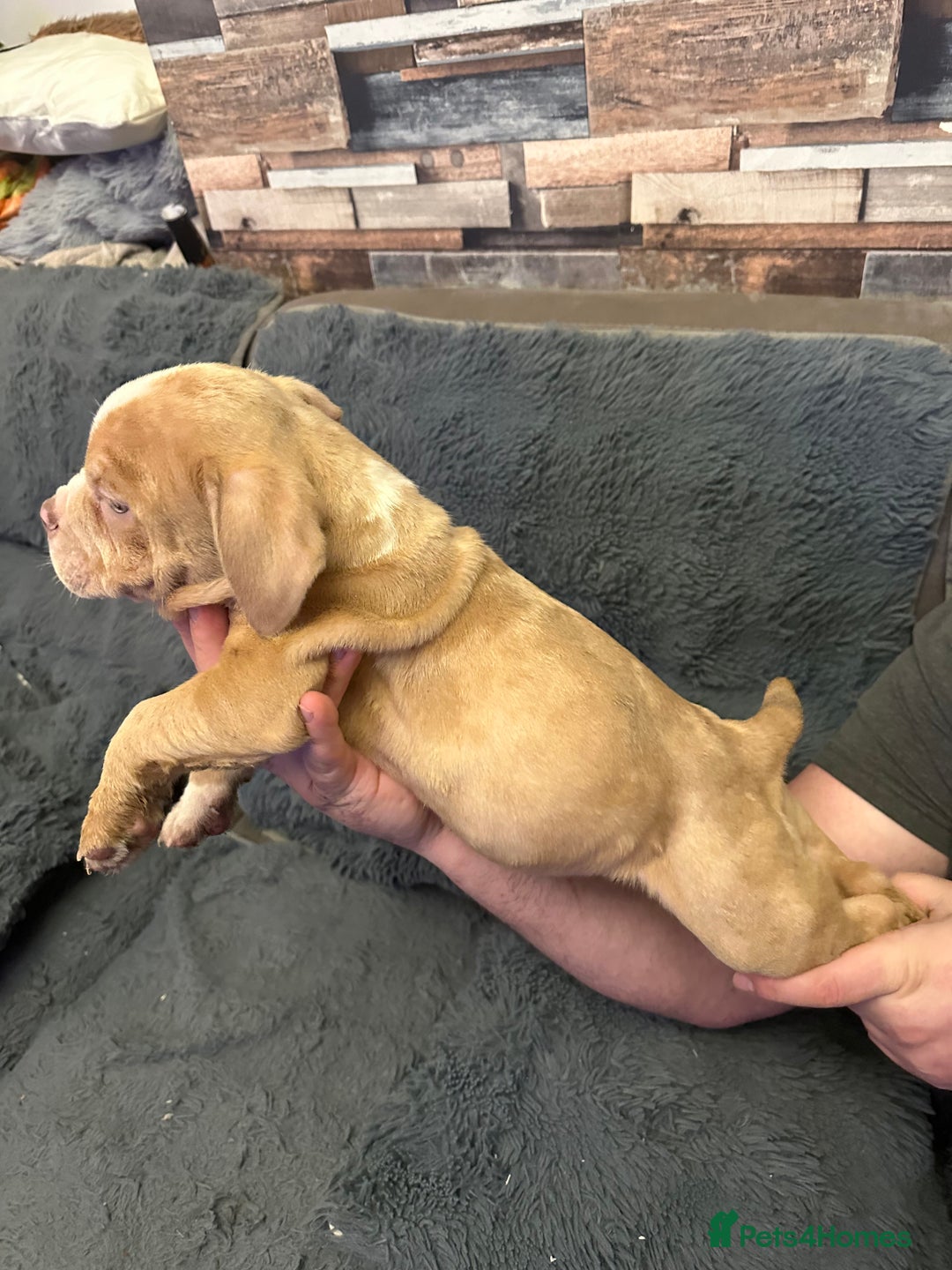 American Bully dogs for sale: ABKC REGISTERED Pocket Exotic/Extreme Bully PUPS! - Advert 21