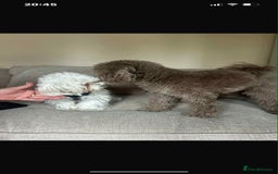 Maltipoo dogs for sale: Maltipoo puppies for sale  - Image 20