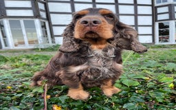 Cocker Spaniel dogs for stud: KC Superb example Classic SHOW Cocker Stud in Ruthin - Image 9