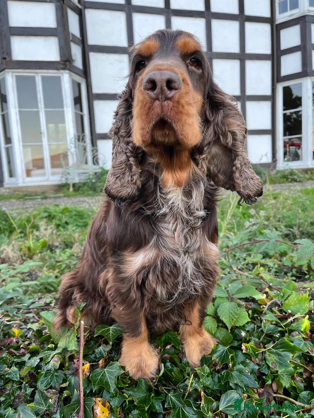 Cocker Spaniel dogs for stud: KC Superb example Classic SHOW Cocker Stud in Ruthin - Advert 9