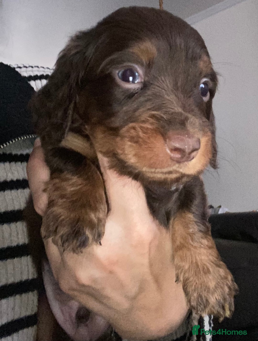 Dachshund dogs for sale: Stunning litter of Dachshund puppies  - Image 8