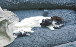 Mixed Breed cats for sale: Super cute, fun kitten - Image 6