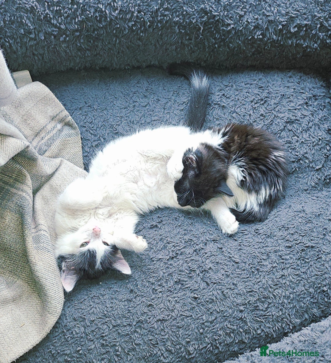 Mixed Breed cats for sale: Super cute, fun kitten - Image 6