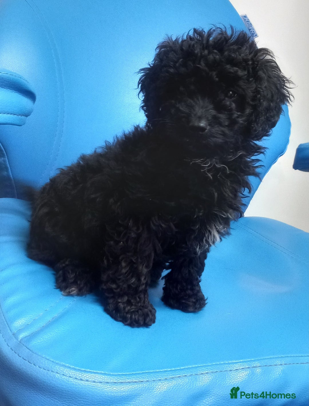 Cavapoo dogs for sale: 1 black male puppy ready to leave now - Advert 4
