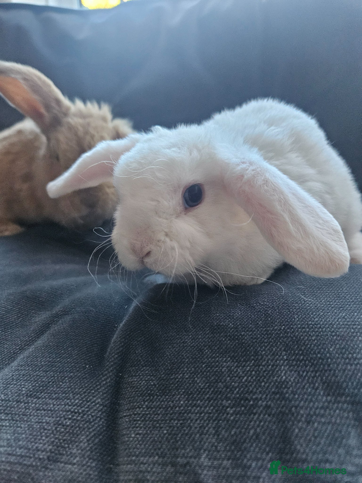 Mini Lop rabbits Mini Plush Lops - Suffolk - Advert 2