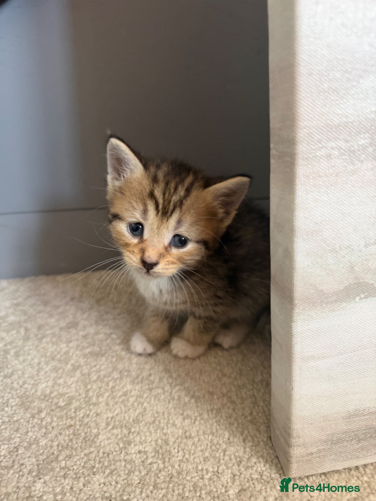 British Shorthair cats for sale: 8 gorgeous kittens  - Advert 9