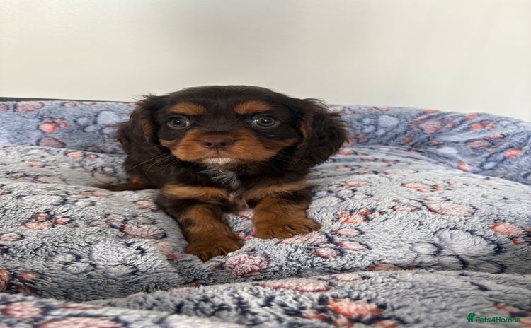 Cavalier King Charles Spaniel dogs - Advert 1