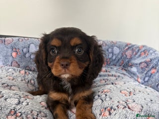 Cavalier King Charles Spaniel dogs - Advert 2