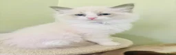Ragdoll cats for sale: PUREBRED RAGDOLL KITTEN **INC VACS & INSURANCE* - Advert 2