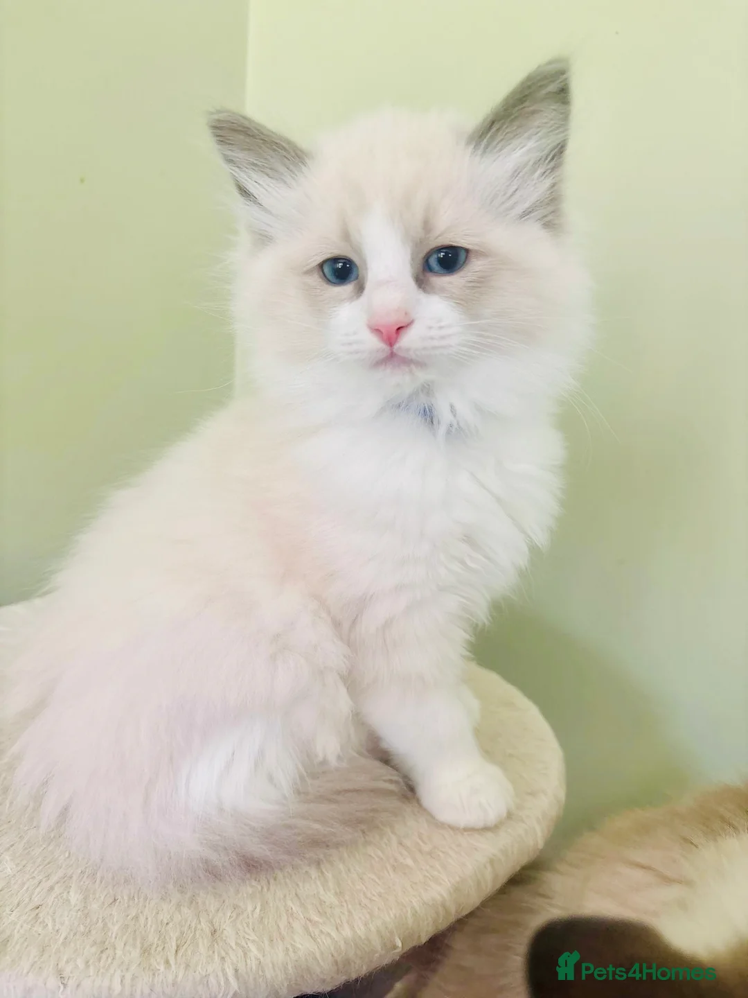 Ragdoll cats for sale: PUREBRED RAGDOLL KITTEN **INC VACS & INSURANCE* - Advert 2