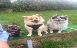 Mixed Breed dogs for stud: Pomeranian cross for stud - Image 1