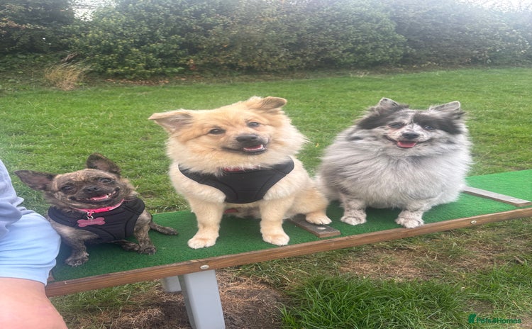 Mixed Breed dogs - Advert 1