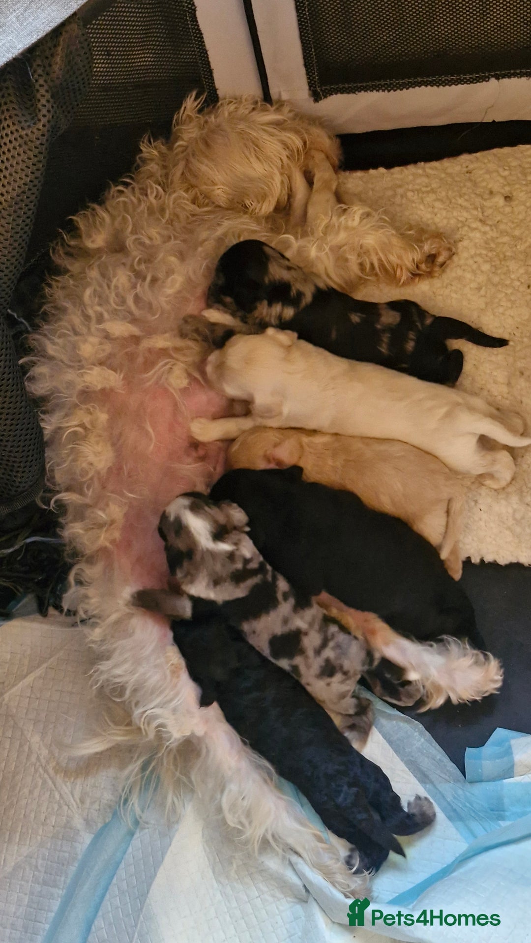 Mixed Breed dogs for sale: Cockerpoo/Schnoodle/Bischon Puppies  - Advert 4