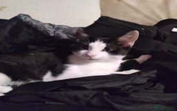 Mixed Breed cats for sale: Female kitten  - Image 2