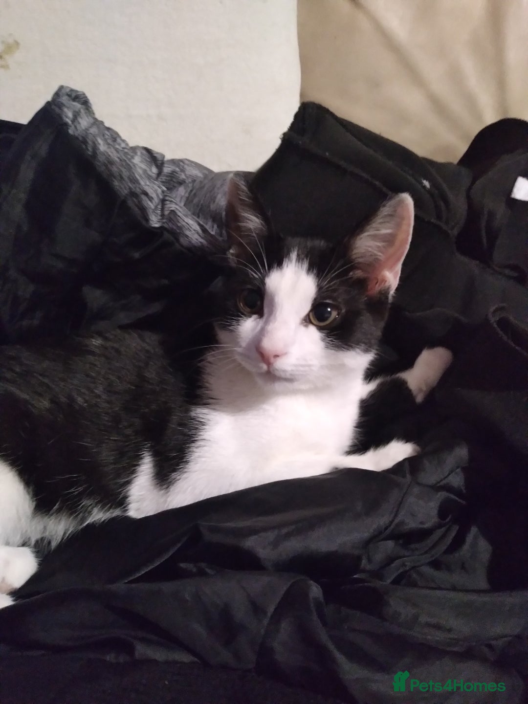 Mixed Breed cats for sale: Female kitten  - Image 2