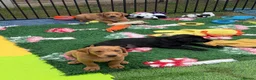 Labrador Retriever dogs for sale: Duel purpose Labrador  - Advert 21