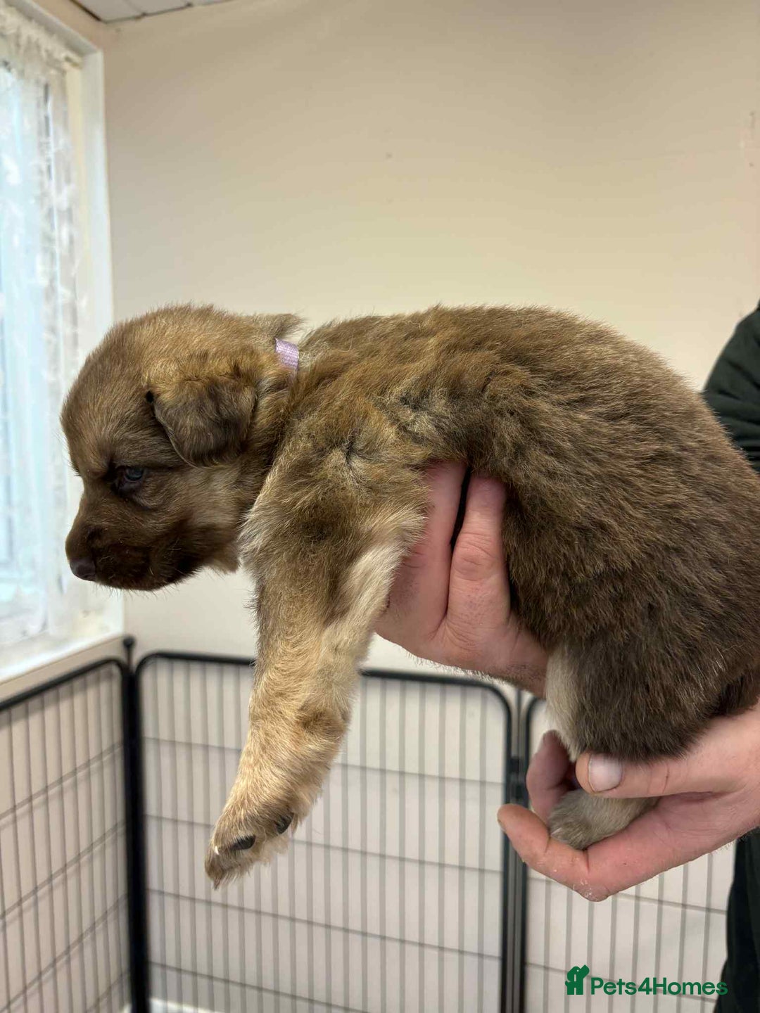 German Shepherd dogs for sale: 8 Beautiful German Shepherd kc reg pups - Image 11