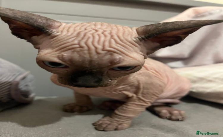 Sphynx cats - Advert 9