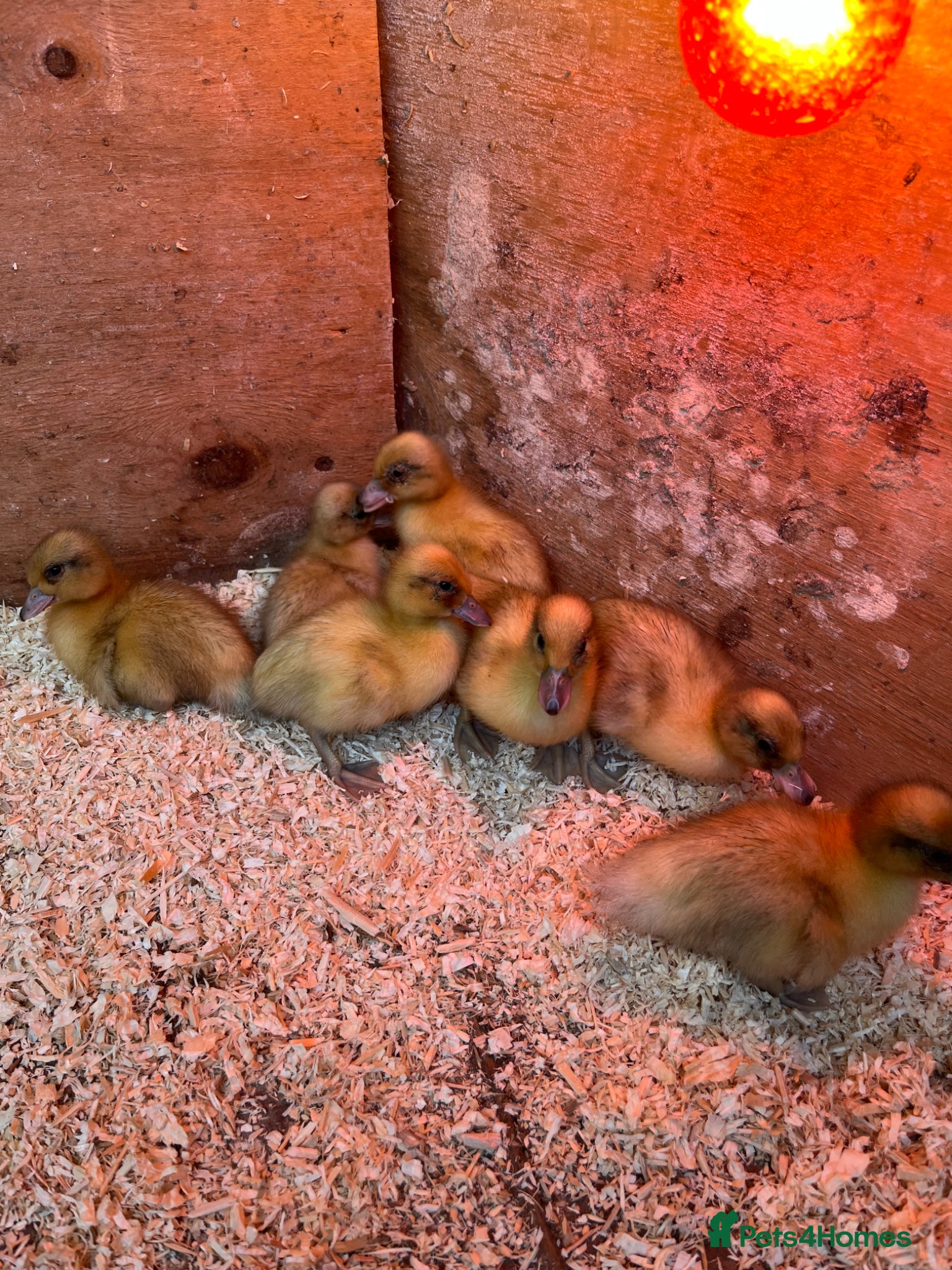 Ducks poultry Call duck ducklings - Advert 1