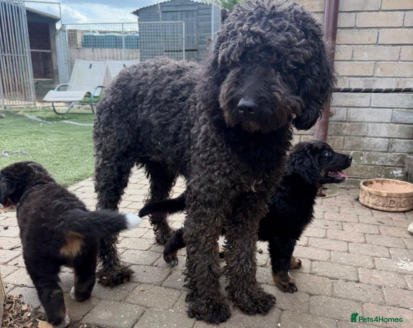 Bernedoodle dogs 2 gorgeous bernedoodle puppies available😍 - Advert 1