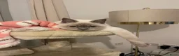 British Shorthair cats for sale: BRITISH SHORTHAIR FOR SALE  in West Bromwich - Advert 2