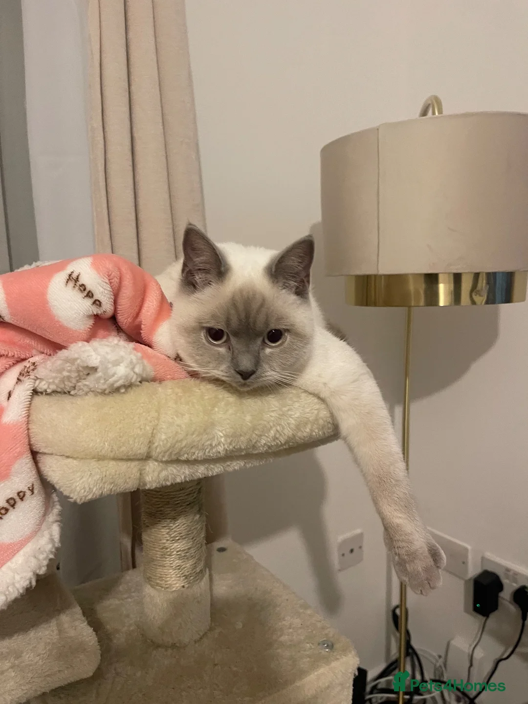 British Shorthair cats for sale: BRITISH SHORTHAIR FOR SALE  in West Bromwich - Advert 2