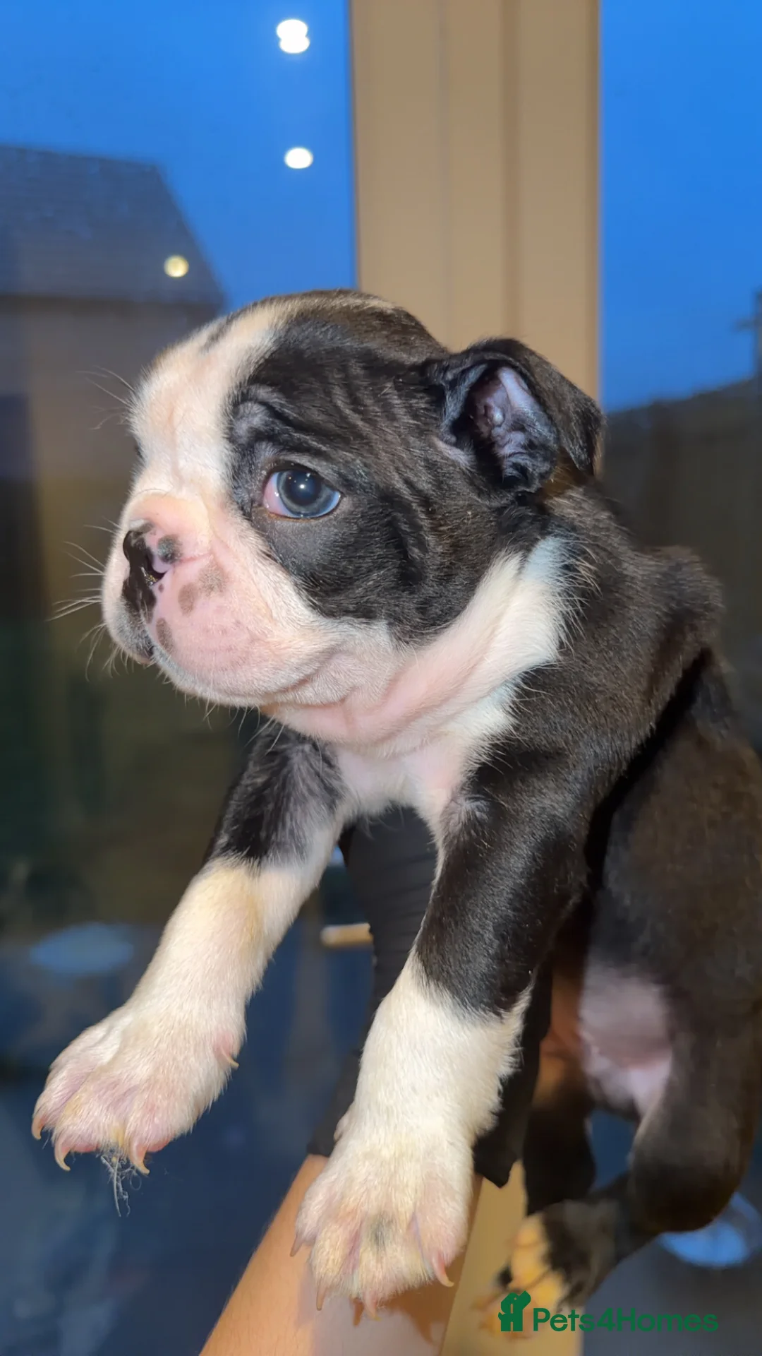 Boston Terrier dogs for sale: One Boston Terrier Boy, Champion Lines - Advert 4
