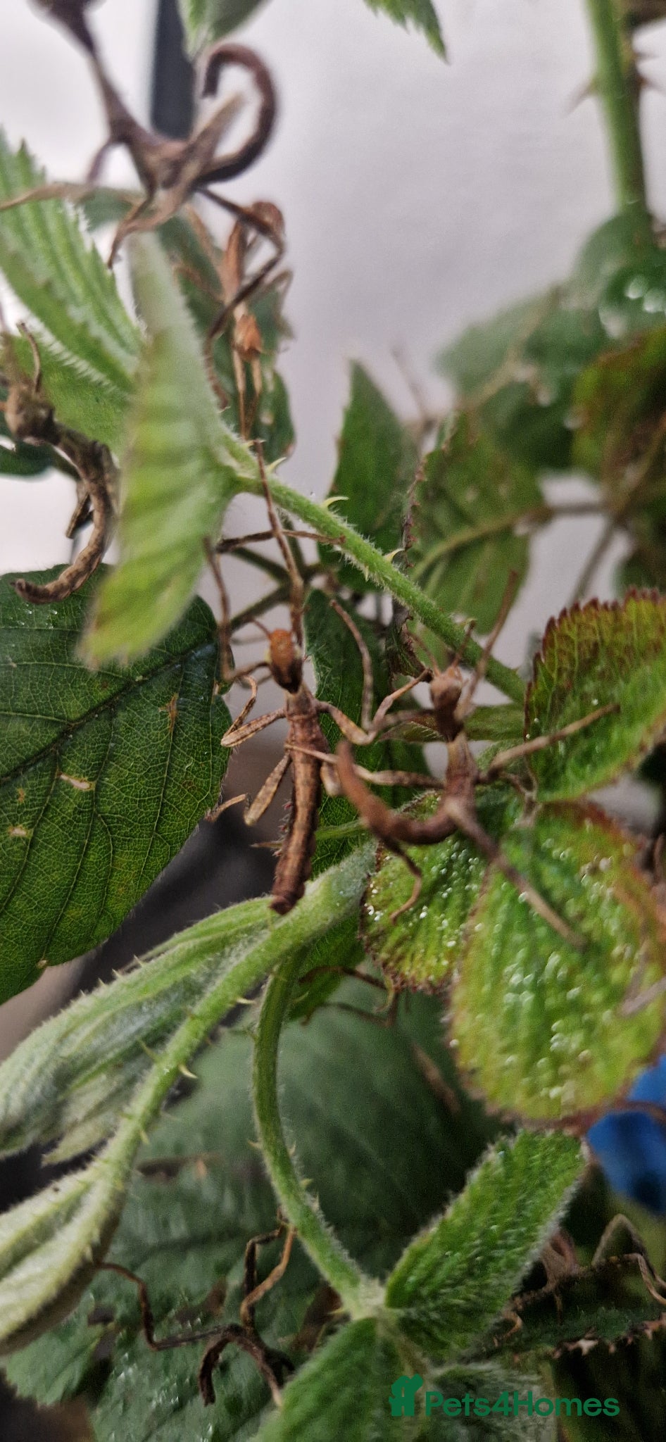 Stick Insects invertebrates Macleay stick insects  - Advert 5