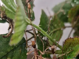 Stick Insects invertebrates Macleay stick insects - Advert 5