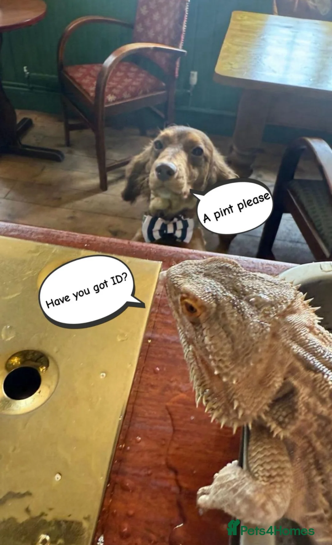 Bearded Dragon reptiles for sale: Bearded Dragon & Full Vivarium Setup for Sale in Bristol - Advert 7