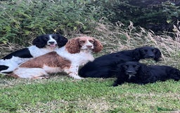Sprocker dogs for sale: My sweet peas SPECIAL indeed x - Image 15