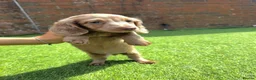 Miniature Dachshund dogs for sale: KC REGISTERED Long haired miniature dachshunds  - Advert 11