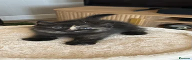 British Shorthair 3