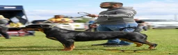Rottweiler dogs for sale: BEAUTIFUL ROTTWEILER PUPPIES FULL KC SHOW QUALITY  in Liverpool - Advert 3