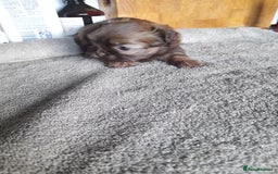 Malshi dogs for sale: Gorgeous pups - Image 9