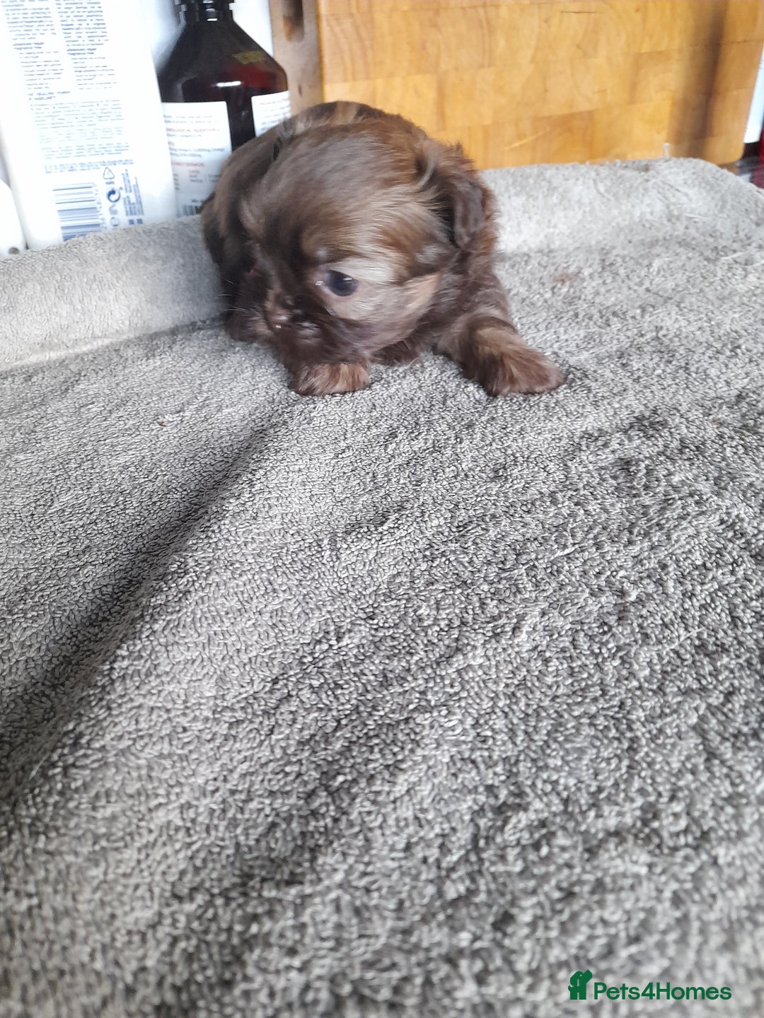 Malshi dogs for sale: Gorgeous pups - Image 9