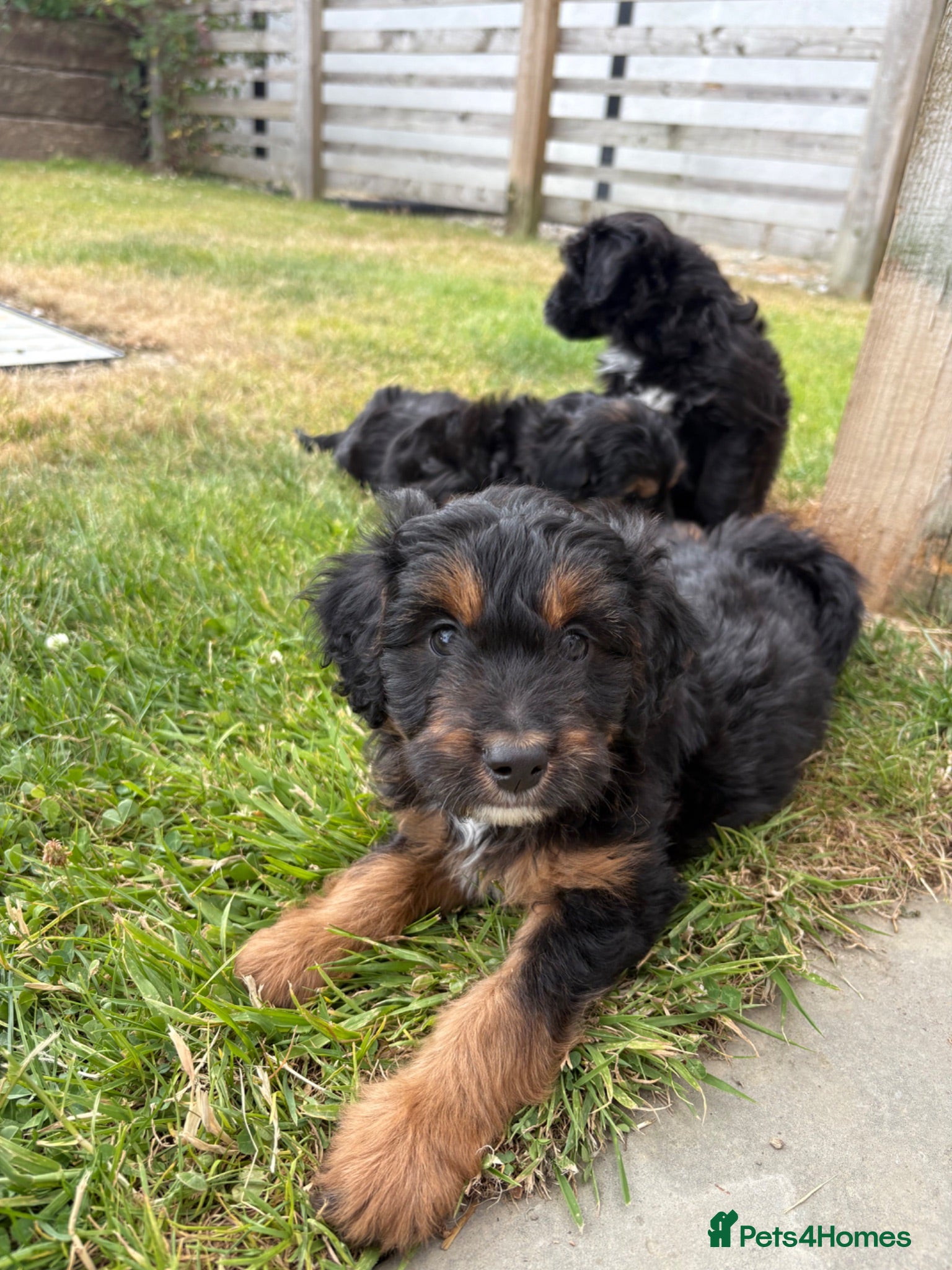 Bordoodle dogs Miniature Borderdoodles  - Advert 1