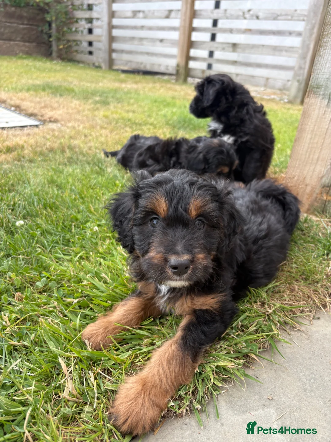 Bordoodle dogs for sale: Miniature Borderdoodles  - Advert 1
