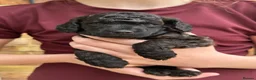 Miniature Poodle dogs for sale: 🐩 Beautiful Small Miniature Poodles 🐩  - Advert 16