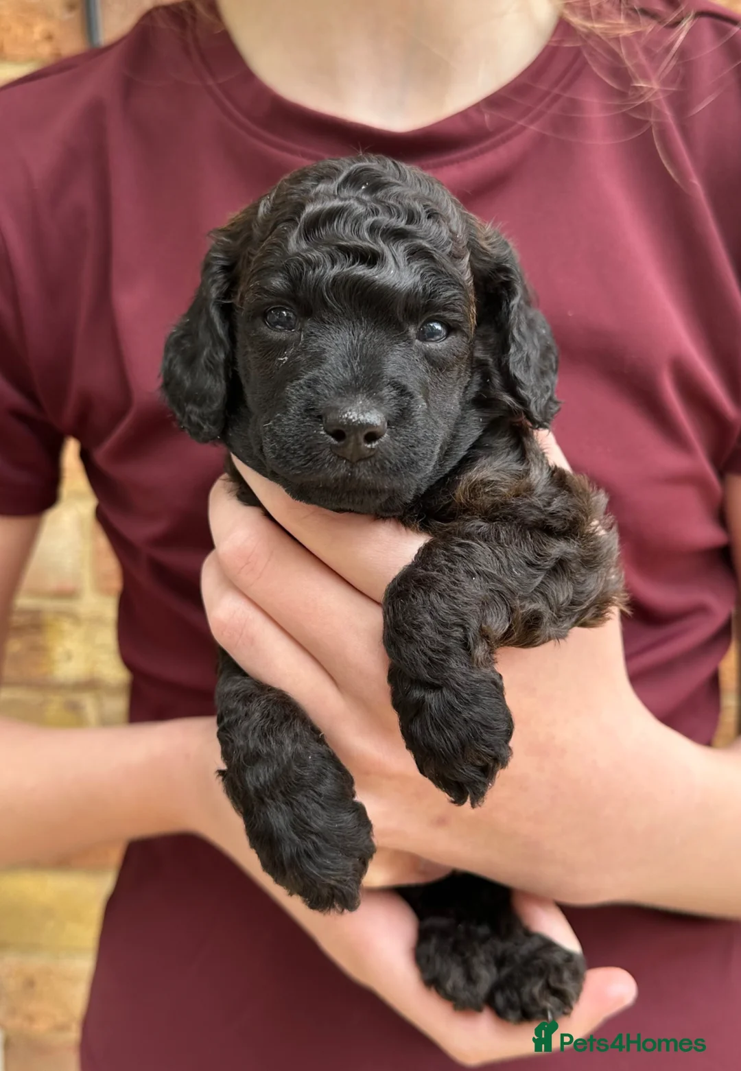 Miniature Poodle dogs for sale: 🐩 Beautiful Small Miniature Poodles 🐩  - Advert 16
