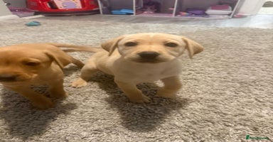 Labrador Retriever dogs - Advert 16